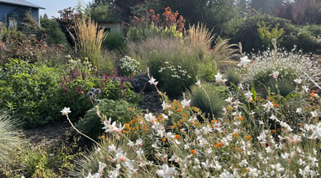 Native Meadow Design and Planting